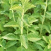 Stevia 1 Stevia -Kingsseeds Store H3080 1 40a7fdf4 2803 49a4 902a b678e82a38a1