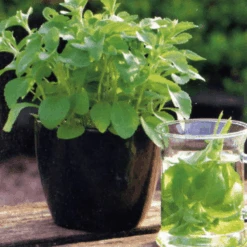 Stevia -Kingsseeds Store H3080 3