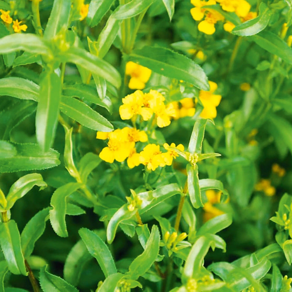 Tarragon Texas 3 Tarragon Texas