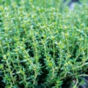Thyme English Winter -Kingsseeds Store H3082 1 b8bc406d 21a1 4017 9de5 b9c8d9f28470