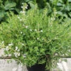 Thyme Orange Scented -Kingsseeds Store H3084 1 9c02fb41 b061 423a 9b29 9a04bef1c461