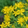 St John's Wort -Kingsseeds Store H3094 1