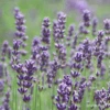 English Lavender -Kingsseeds Store H3095 1