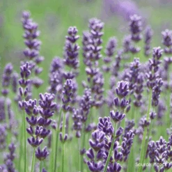 English Lavender