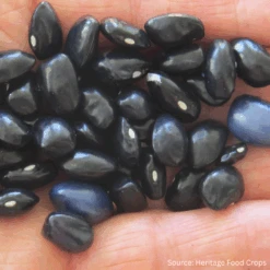 Bean Runner Blue Shackamaxon