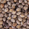 Bean Runner Borlotti Brears 1 Bean Runner Borlotti Brears -Kingsseeds Store HFC003 1 82155ed6 e54a 436f 8af9 d1e4c63ad3af