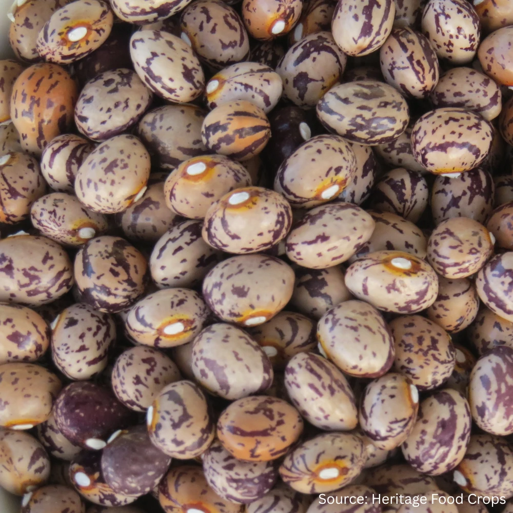 Bean Runner Borlotti Brears 3 Bean Runner Borlotti Brears