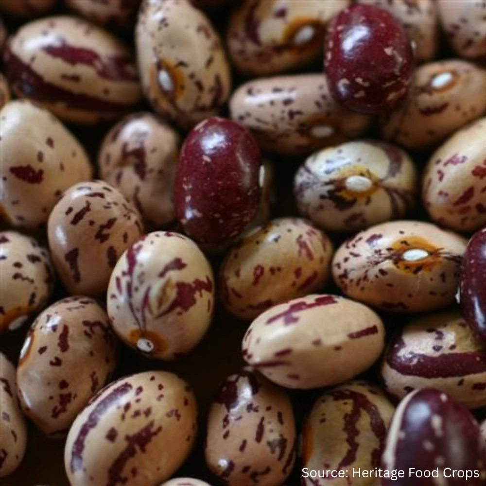 Bean Runner Borlotti Stoppa 3 Bean Runner Borlotti Stoppa