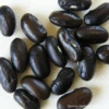 Bean Runner Cherokee Trail Of Tears 1 Bean Runner Cherokee Trail Of Tears -Kingsseeds Store HFC005 1 9de9e2f3 f584 40e0 b2a6 a02b98e2a5fa