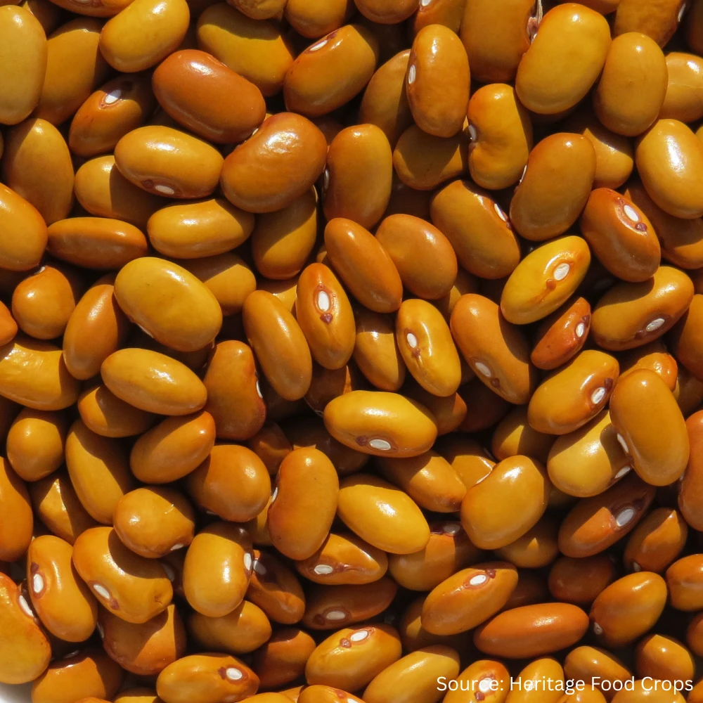 Bean Runner Dutch Brown Soup 3 Bean Runner Dutch Brown Soup