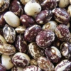 Bean Runner Good Mother Stallard -Kingsseeds Store HFC009 1 6e033cd0 12e4 44f0 8ebb f79b82a8f40b