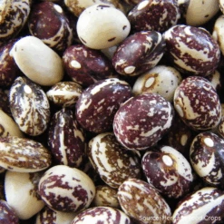 Bean Runner Good Mother Stallard