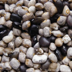 Bean Runner Indian Hannah