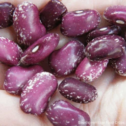 Bean Runner Purple Star