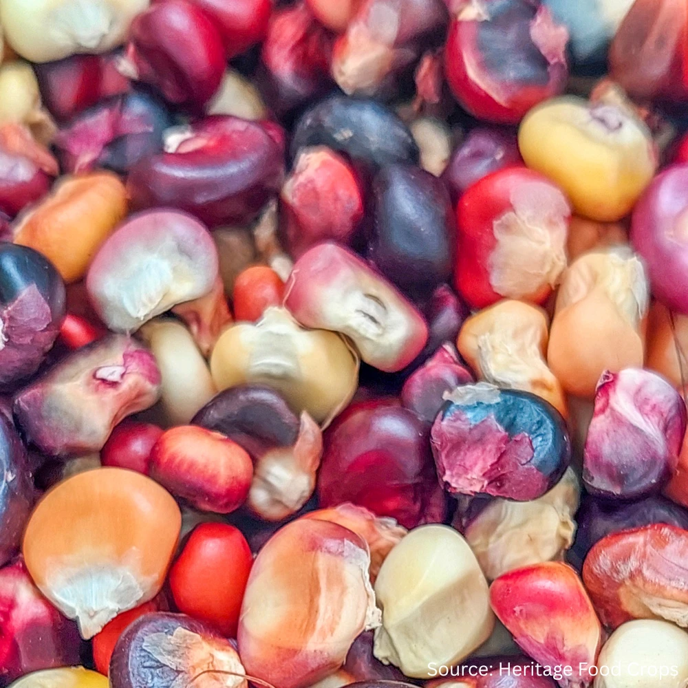 Corn Painted Mountain 3 Corn Painted Mountain