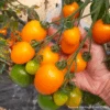 Tomato Amish Star -Kingsseeds Store HFC017 1 16e158cc 67b7 4c17 9f6b 43d8616eae3d