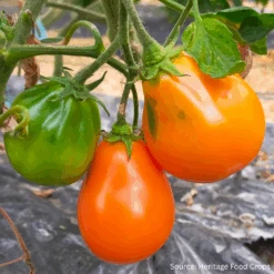 Tomato Golden Bell