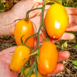 Tomato Golden Light