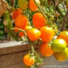 Tomato Mini Orange 1 Tomato Mini Orange -Kingsseeds Store HFC021 1 8bf51190 541f 4fb2 91a3 b6c56e204aa5