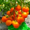 Tomato Tangella -Kingsseeds Store HFC024 1 3b773cc1 8e48 41c1 94f4 0198184d6077