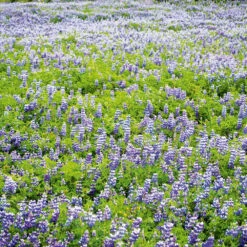 Blue Lupin