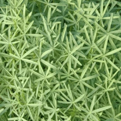 Blue Lupin -Kingsseeds Store L4000 3