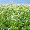 Buckwheat White -Kingsseeds Store L4001 1 0d552256 b3ea 47f2 b444 77714b87801a