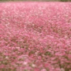 Buckwheat Pink 2 Buckwheat Pink -Kingsseeds Store L4002 2