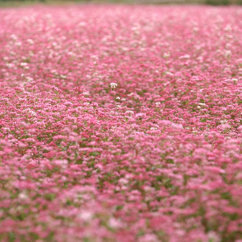 Buckwheat Pink 3 Buckwheat Pink
