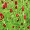 Crimson Clover 2 Crimson Clover -Kingsseeds Store L4006 1 2c47bd81 64d1 4825 ad82 e4b6dea166b6