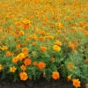 Marigold 1 Marigold -Kingsseeds Store L4008 1 6f2415ff 7a64 4096 9707 690b520f2d0e