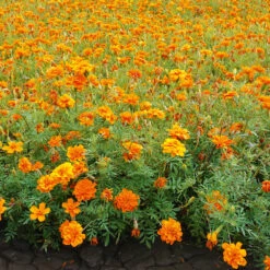 Marigold