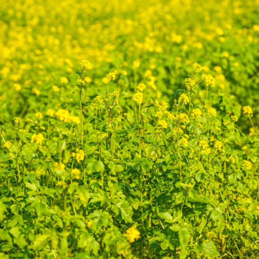 Mustard 4 Mustard - Image 2