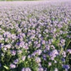 Phacelia -Kingsseeds Store L4010 1 4cd29e44 869c 460a 98fe fbf64ad220ef