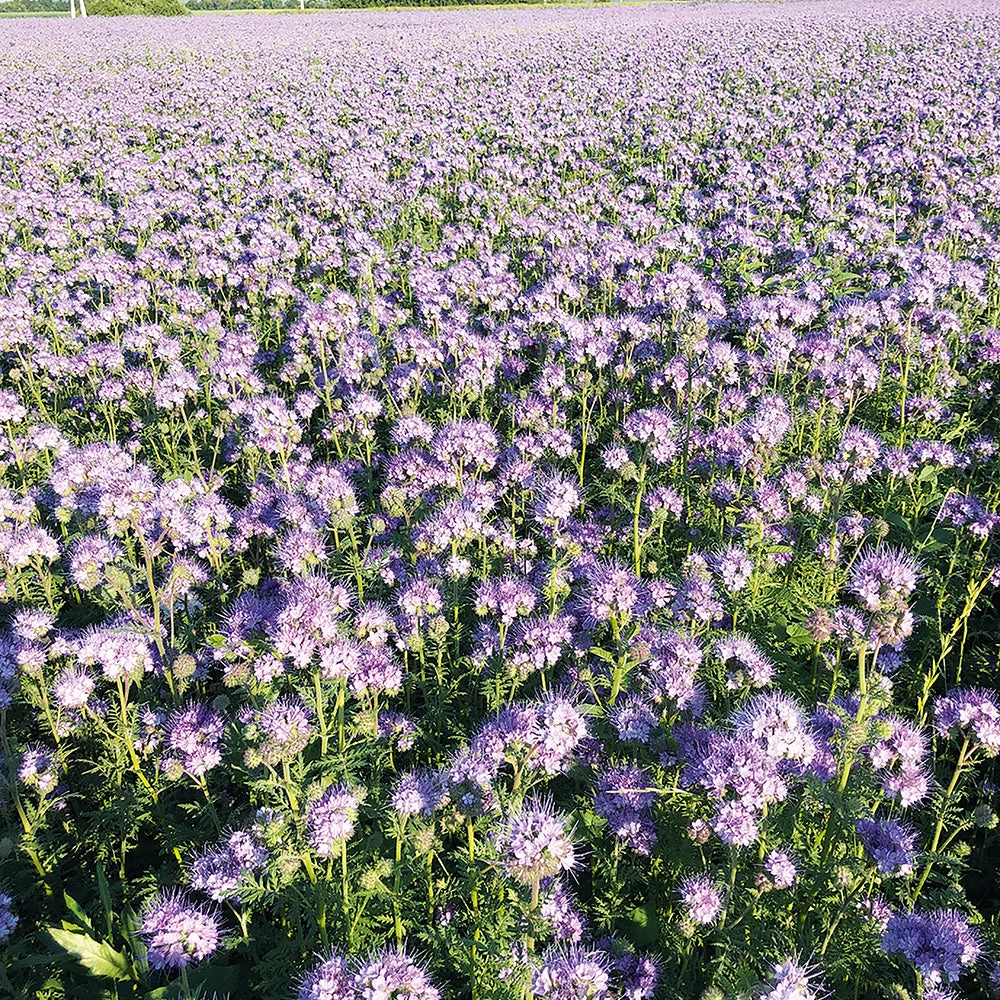 Phacelia 3 Phacelia