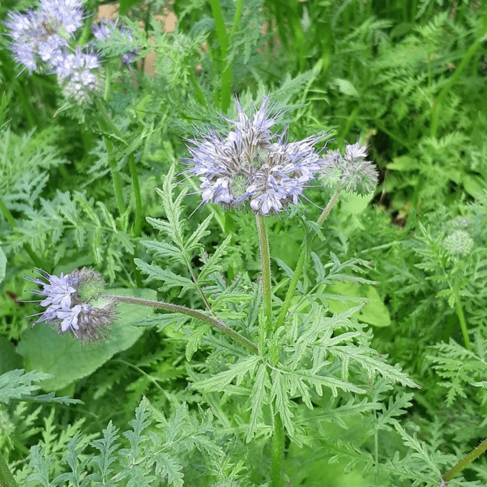Phacelia 4 Phacelia - Image 2