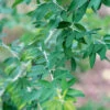 Tree Lucerne (Tagasaste) -Kingsseeds Store L4012 1 6e8c6092 9dd0 40d1 93b3 c970751fd622