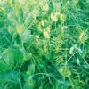 Green Manure Autumn Blend