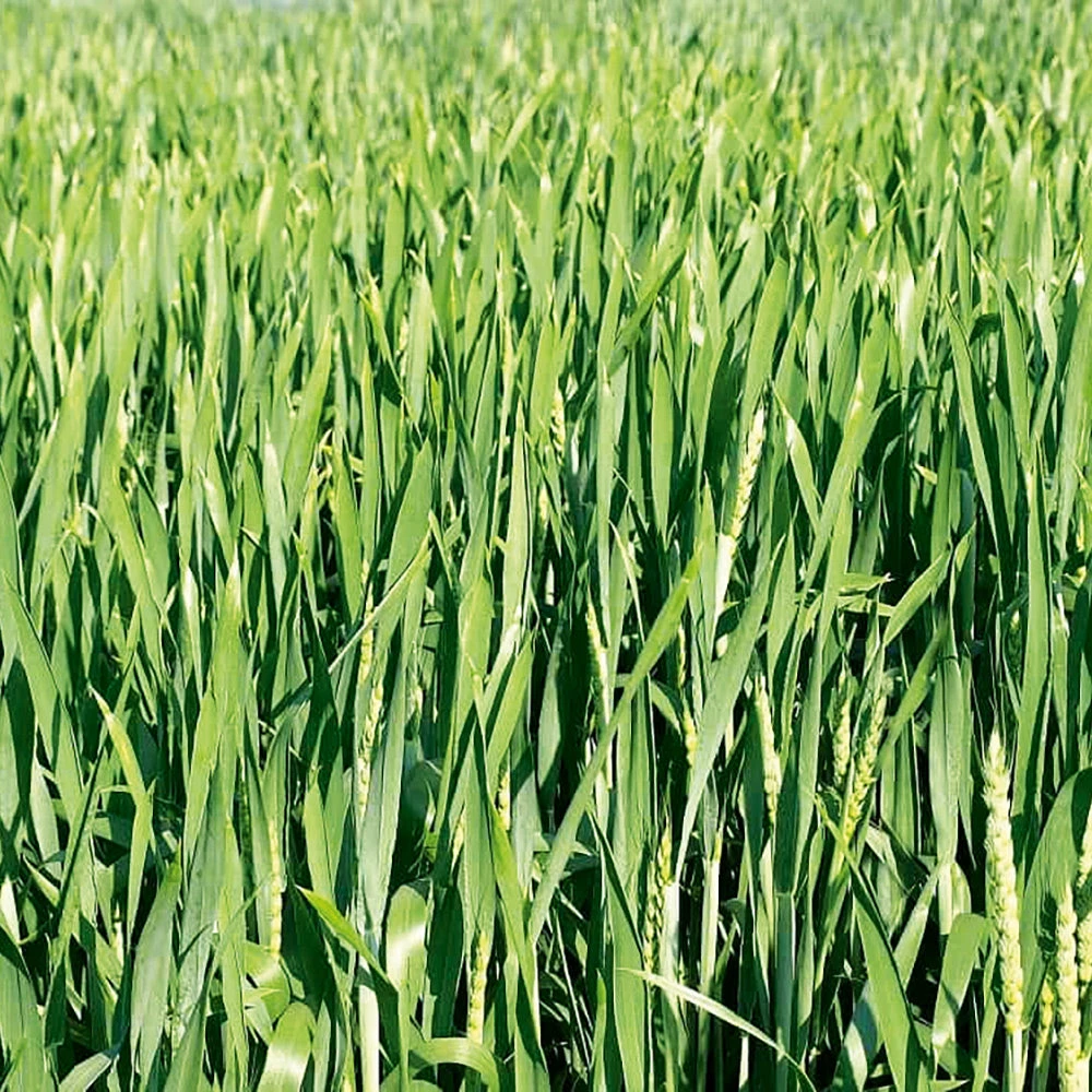 Green Manure Organic Matter Blend 3 Green Manure Organic Matter Blend