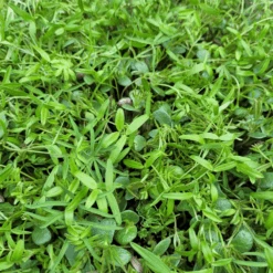 Green Manure Legume Blend
