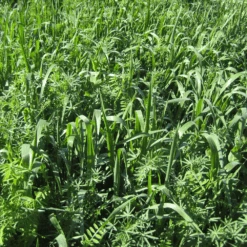 Green Manure Traditional Blend