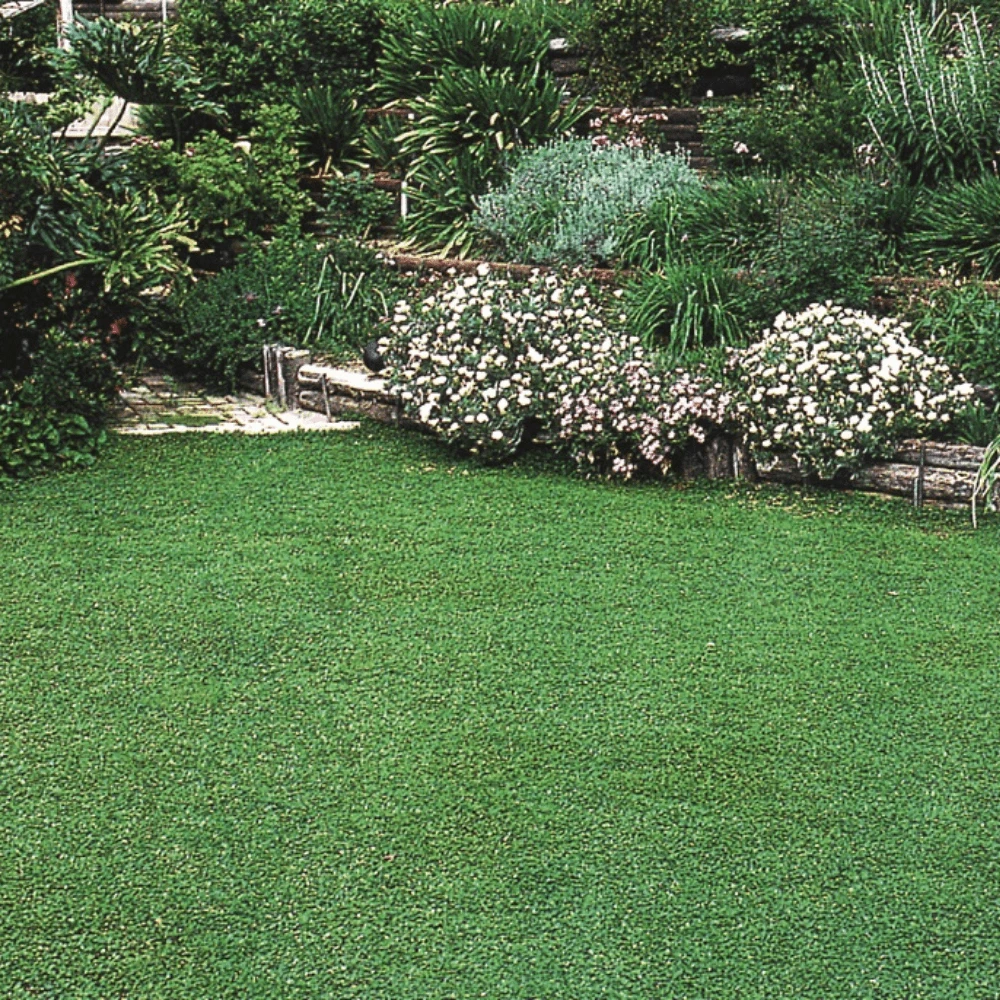 Dichondra Repens (Mercury Bay) 4 Dichondra Repens (Mercury Bay) - Image 2