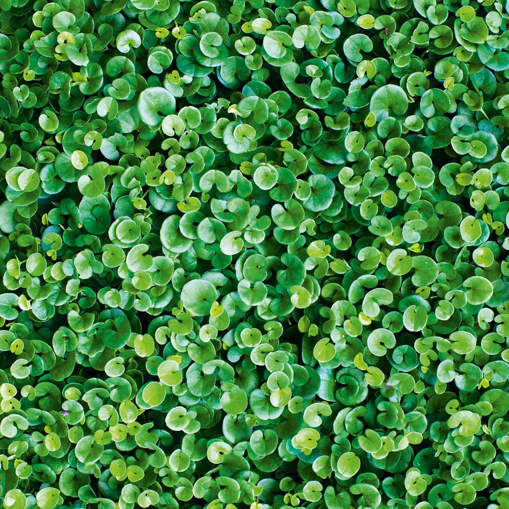 Dichondra Repens (Mercury Bay) 3 Dichondra Repens (Mercury Bay)