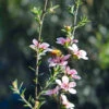 Manuka -Kingsseeds Store L4020 1 4a8e6c65 9996 4885 ab0e e1e3addd71ea