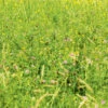 Pasture Drought Hardy Blend -Kingsseeds Store L4021 1 c18089b1 56dc 4d90 8312 233fb898e37f