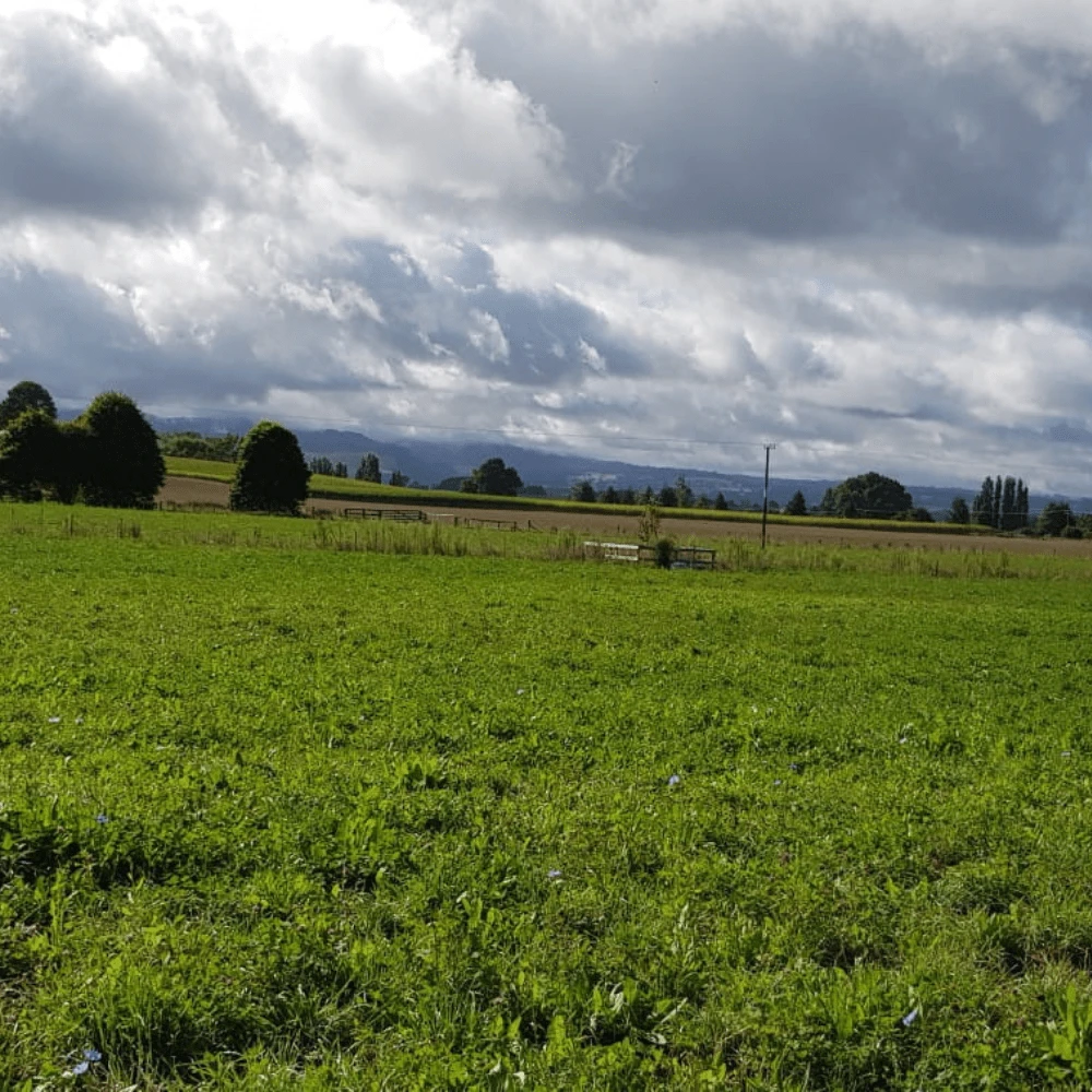 Pasture Drought Hardy Blend 4 Pasture Drought Hardy Blend - Image 2