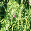 Vetch Common -Kingsseeds Store L4029 1 35354cb5 2c2a 4775 8fde 9d587c452aba