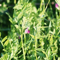 Vetch Common