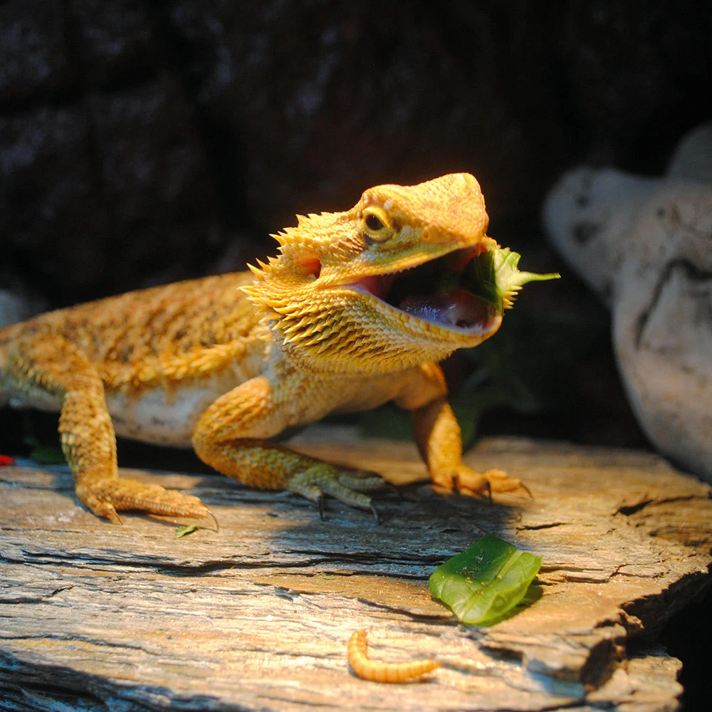 Greens For Reptiles 3 Greens For Reptiles