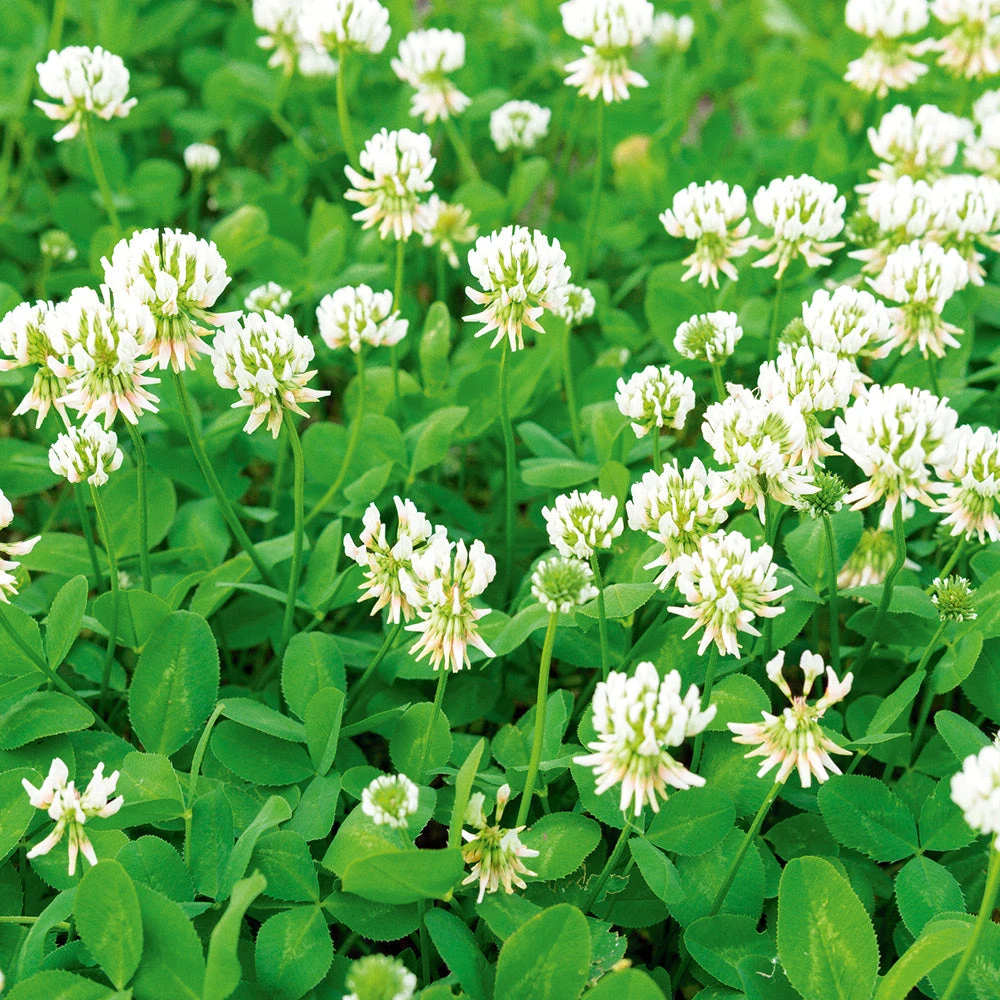White Clover 3 White Clover